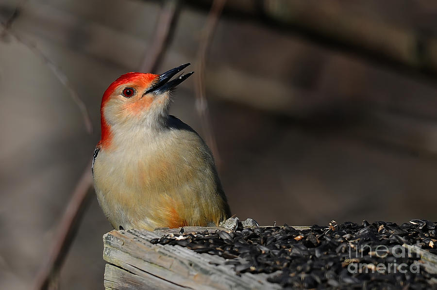 Red-Bellied Woodpecker Photograph by Lois Bryan