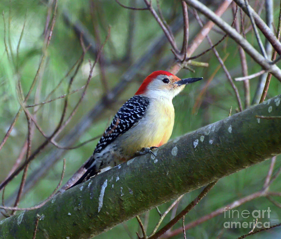 Red-bellied Woodpecker - Male Photograph by Kerri Farley