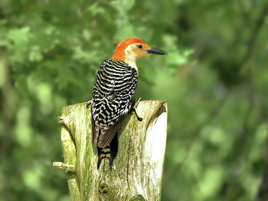 Red-bellied Woodpecker Male Photograph by Lyuba Filatova