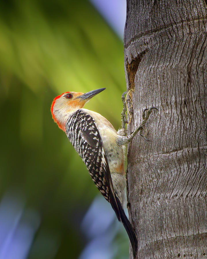 Red Bellied Woodpecker Photograph by Mark Andrew Thomas