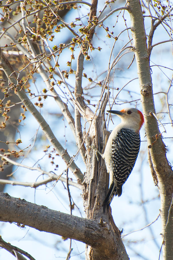 Woodpecker Photograph - Red-Bellied Woodpecker by Hillis Creative