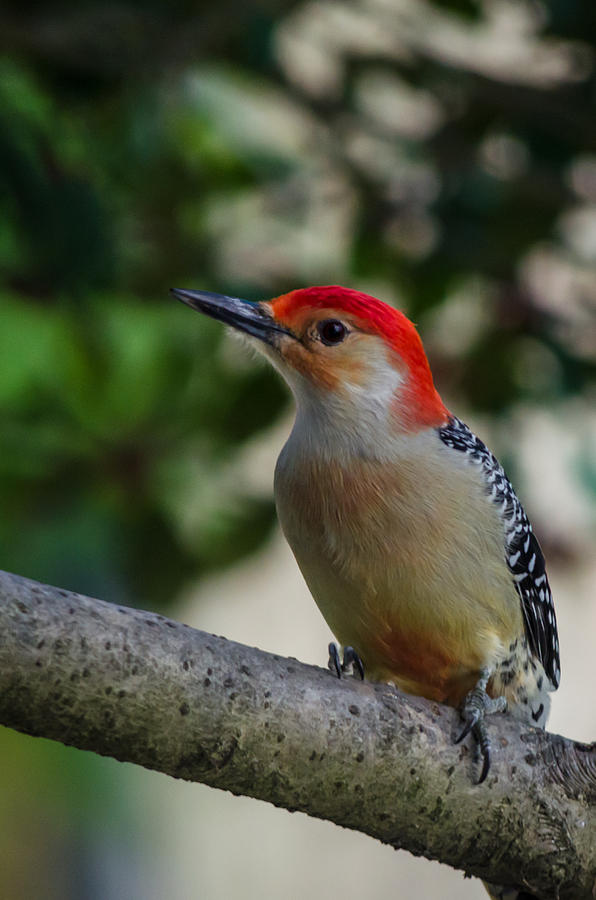Red-bellied Woodpecker New Jersey  Photograph by Terry DeLuco