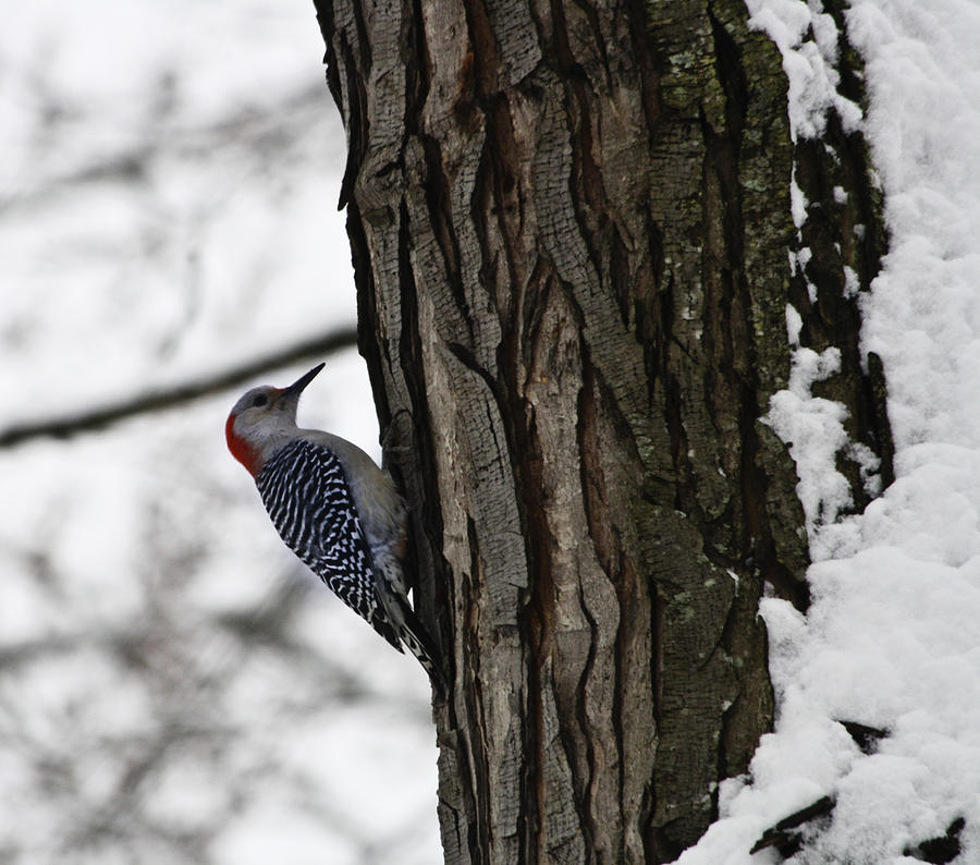 Woodpecker Photograph - Red Bellied Woodpecker No 1 by Teresa Mucha Woodpecker Photograph - Red Bellied Woodpecker No 1 by Teresa Mucha