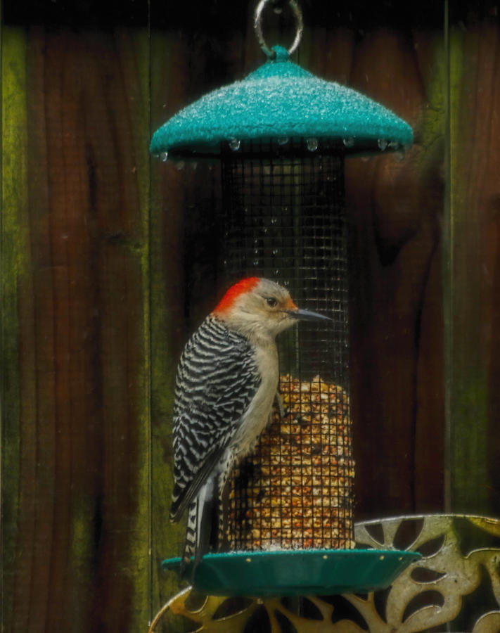 Red Bellied Woodpecker Photograph by Ola Allen