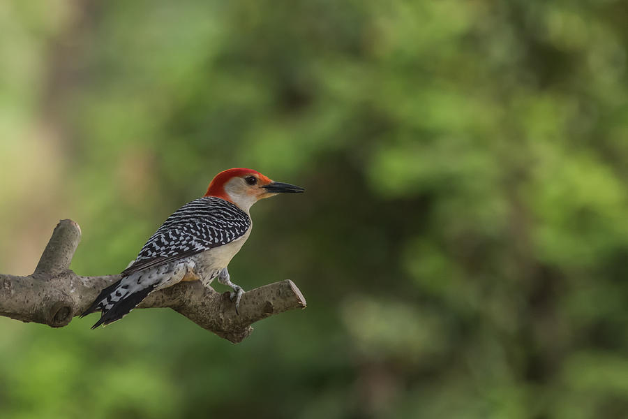 Red-bellied Woodpecker on Branch New Jersey Photograph by Terry DeLuco