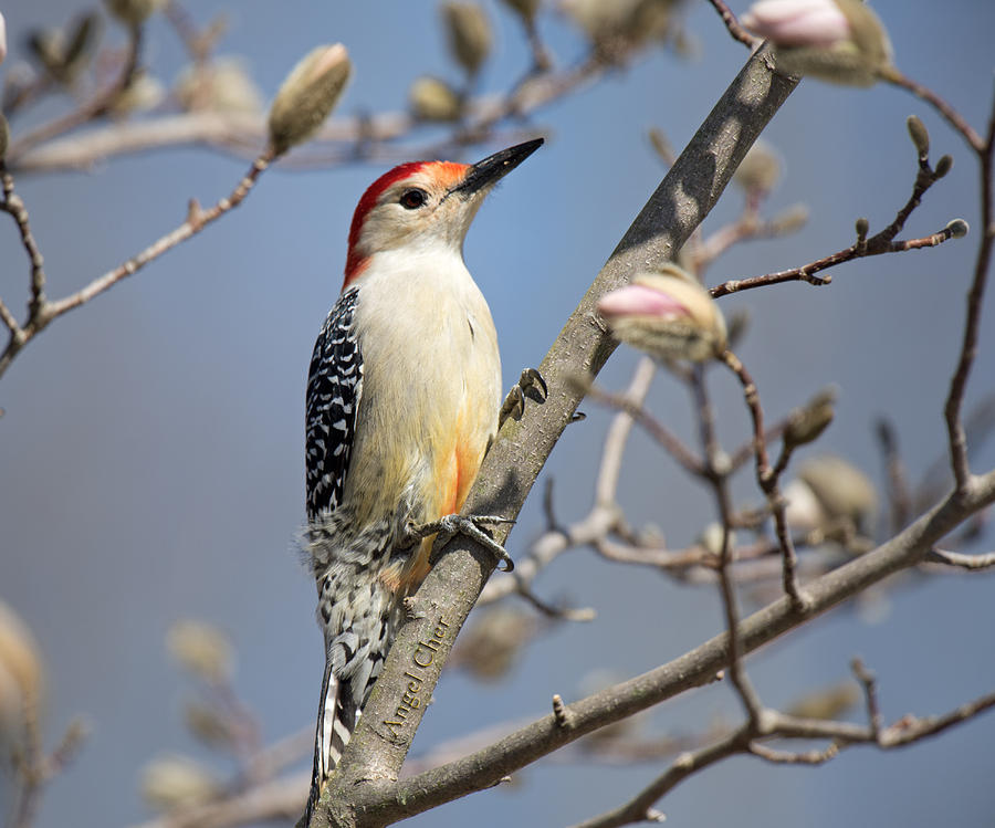Woodpecker Photograph - Red-bellied Woodpecker On Magnolia by Angel Cher Woodpecker Photograph - Red-bellied Woodpecker On Magnolia by Angel Cher