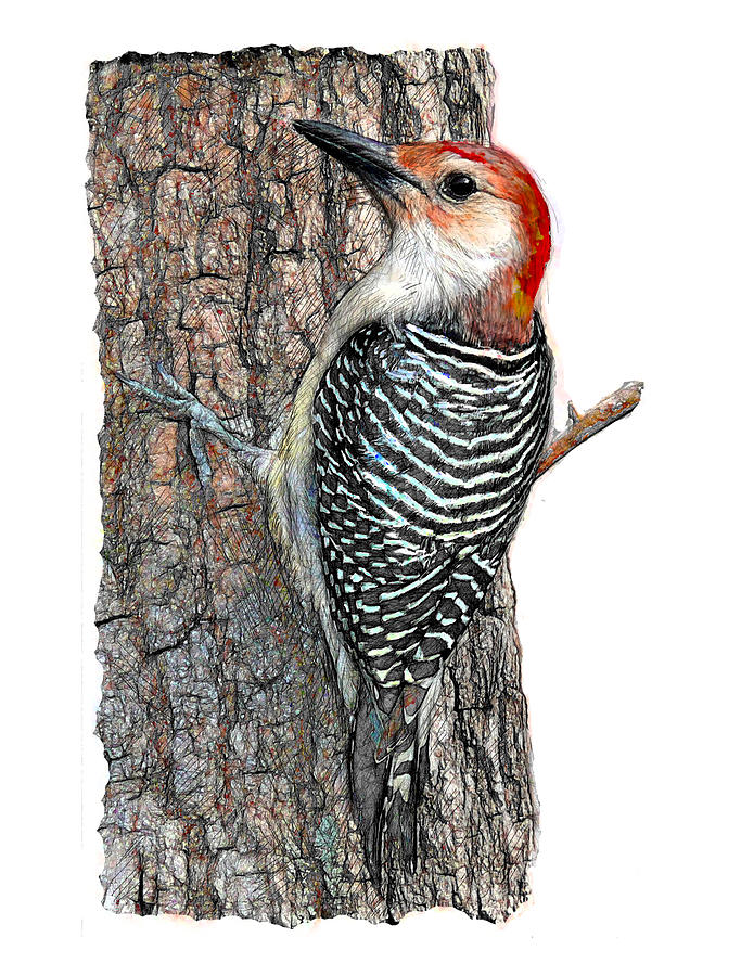 Red Bellied Woodpecker on Tree Digital Art by Yuichi Tanabe