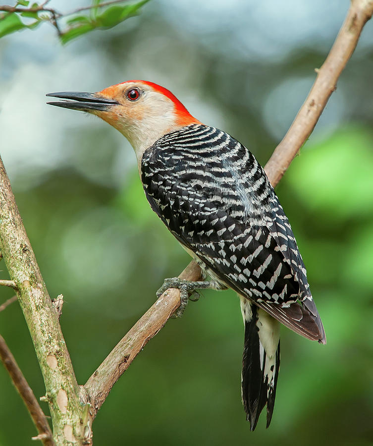 Red-Bellied Woodpecker Pastel Photograph by Jim Moore - Fine Art America