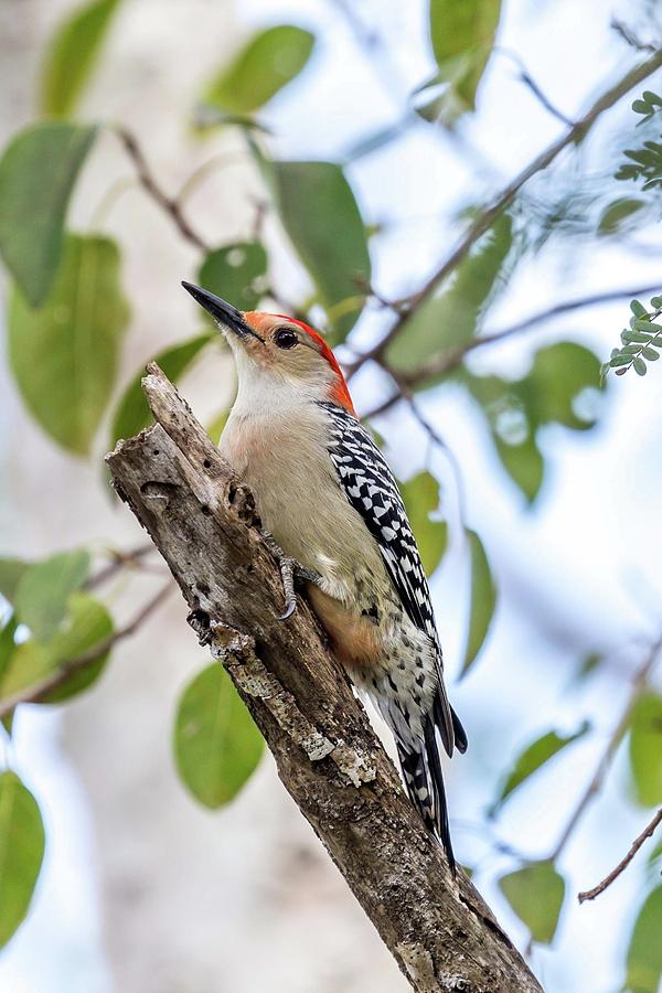 Red-bellied Woodpecker Photograph by Paul Schultz