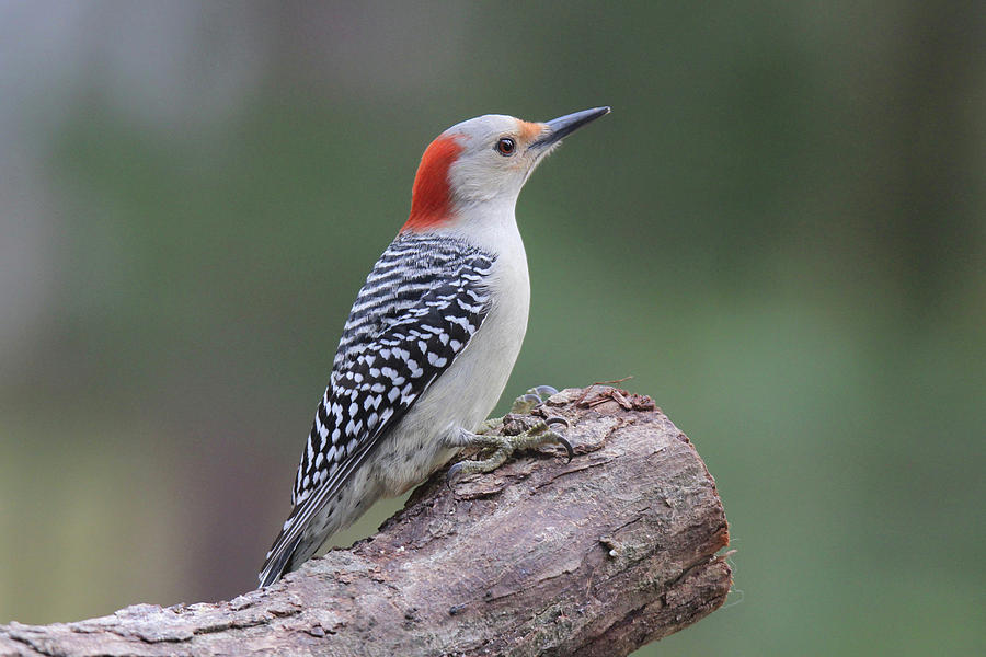 Red Bellied Woodpecker Perching Photograph by Sue Feldberg - Pixels