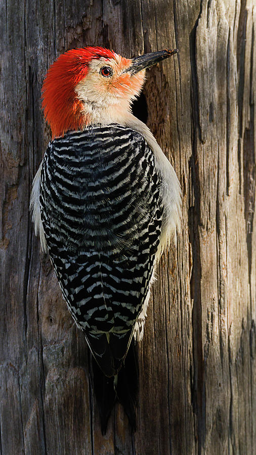 Red-bellied Woodpecker Portrait Photograph by Dawn Currie