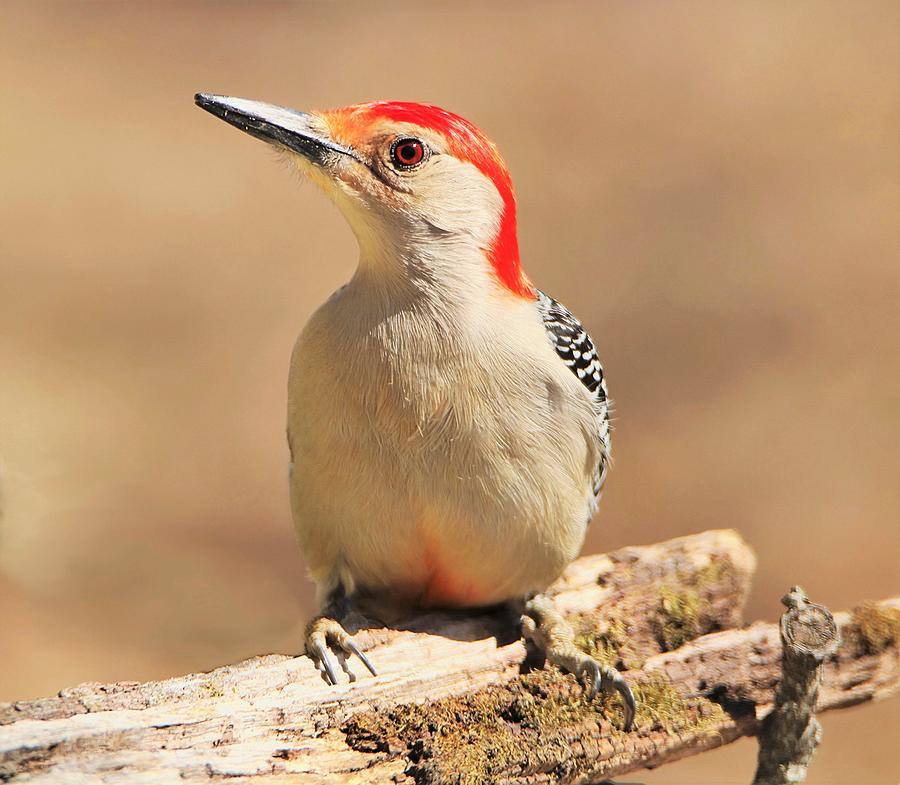 Red-bellied Woodpecker Portrait Photograph by Sheila Brown