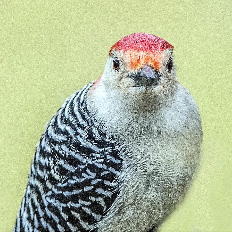 Red Bellied Woodpecker Portrait Photograph by William Bitman