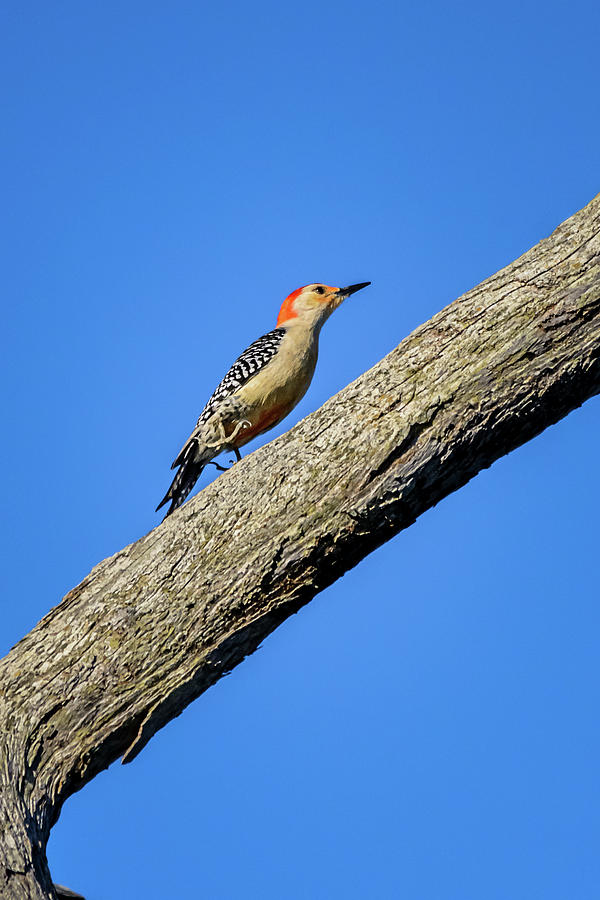 Red-bellied Woodpecker Photograph by Robert Mitchell