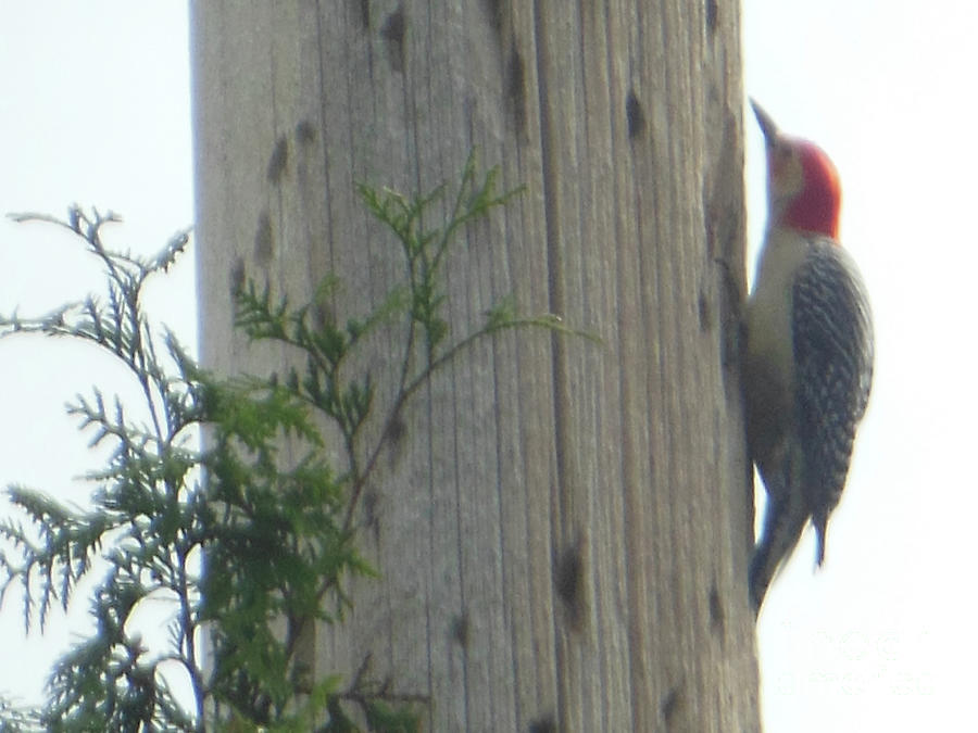Red Bellied Woodpecker Photograph by Rockin Docks Deluxephotos