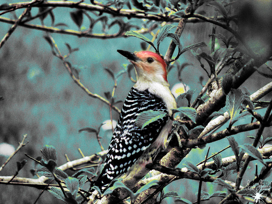 Red Bellied Woodpecker Photograph by Scott Hovind