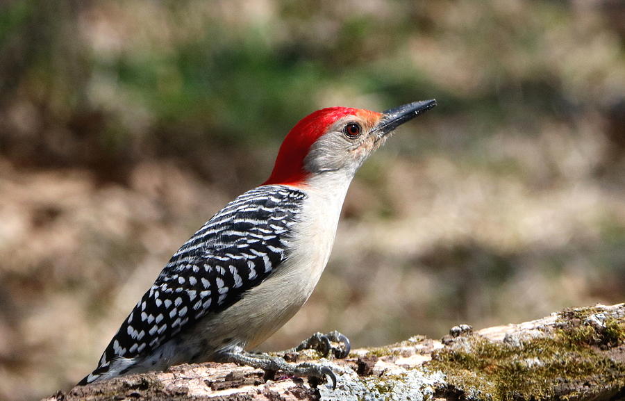 Red-bellied Woodpecker Photograph by Sheila Brown