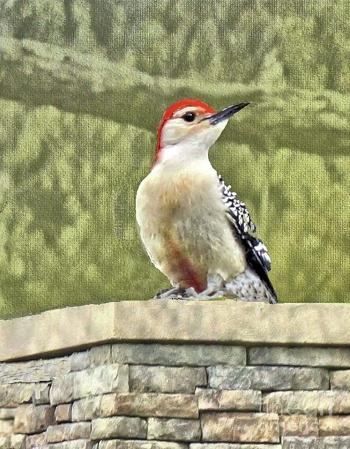 Red-Bellied Woodpecker Sighting in March Photograph by Janette Boyd