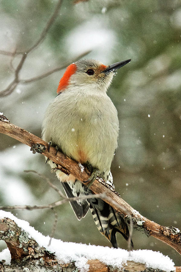 Red-bellied Woodpecker Snowy Day Photograph by Michael Peychich