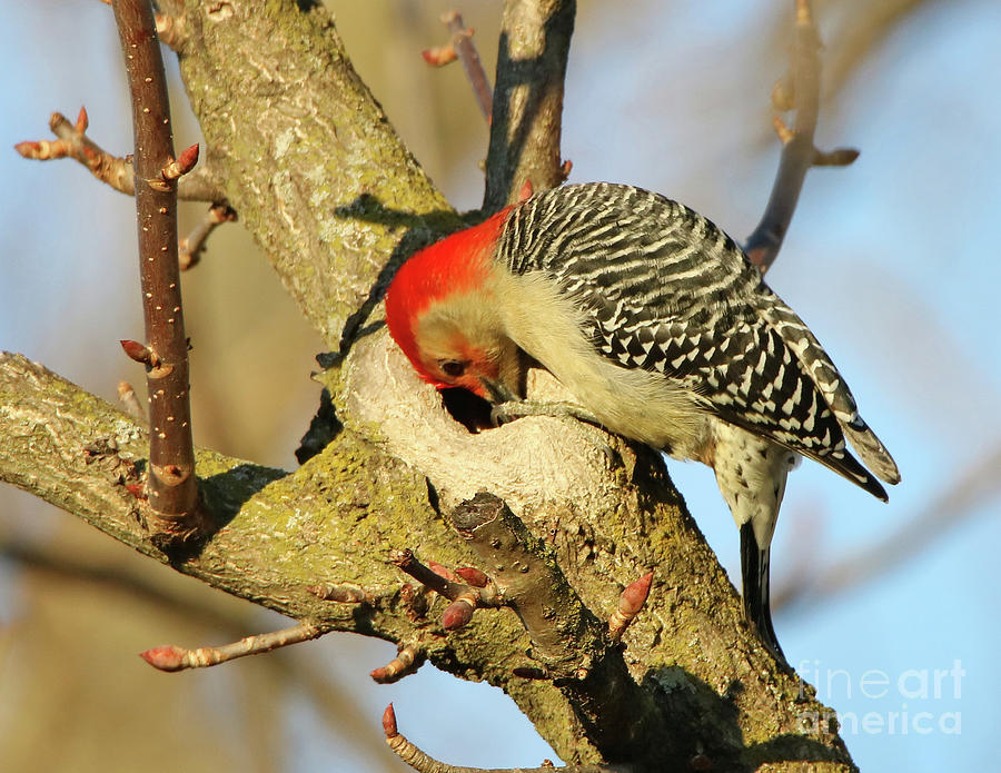Red Bellied Woodpecker Photograph by Steve Gass