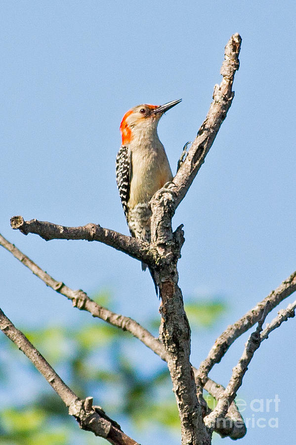 Red Bellied Woodpecker Summer Photograph by Natural Focal Point Photography Red Bellied Woodpecker Summer Photograph by Natural Focal Point Photography