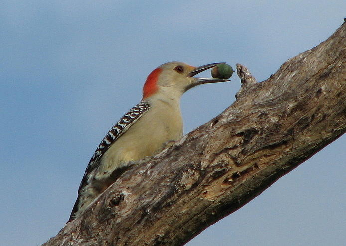 Red-bellied Woodpecker Photograph by T Guy Spencer