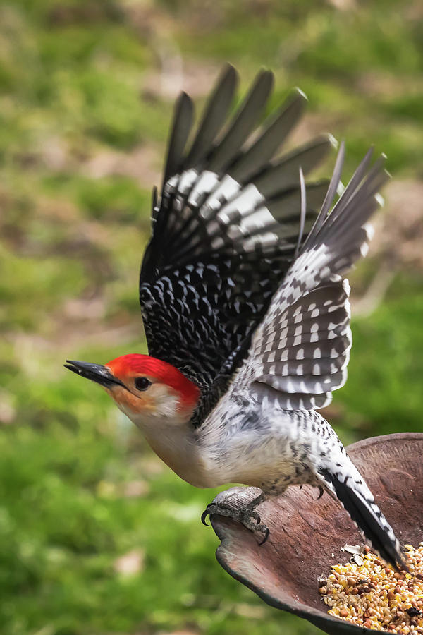 Red Bellied Woodpecker Take Off Photograph by Terry DeLuco
