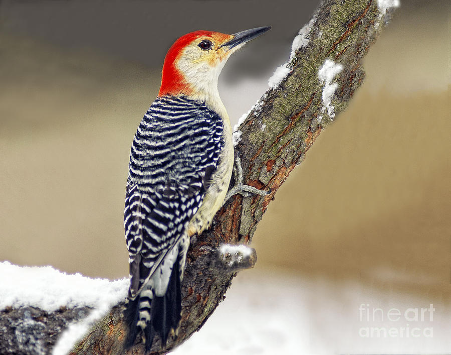 Red-bellied Woodpecker Profile Photograph by Timothy Flanigan