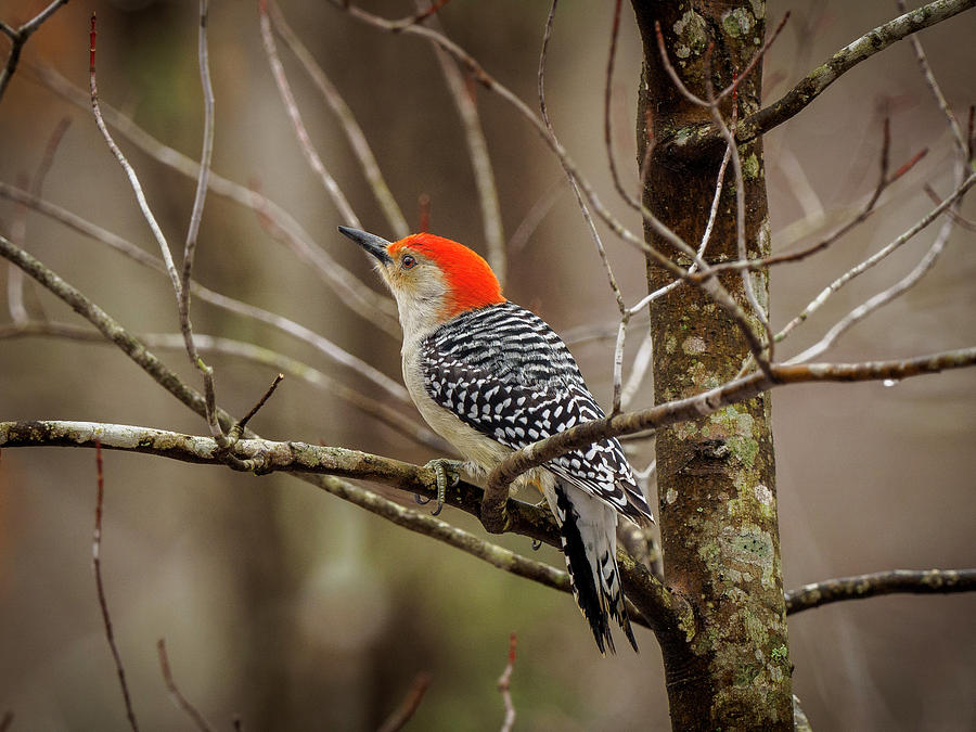 Red Bellied Woodpecker by Timothy Harris Red Bellied Woodpecker by Timothy Harris