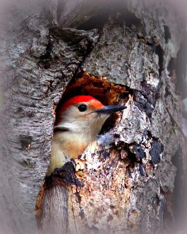 Red-bellied Woodpecker Photograph by Travis Truelove
