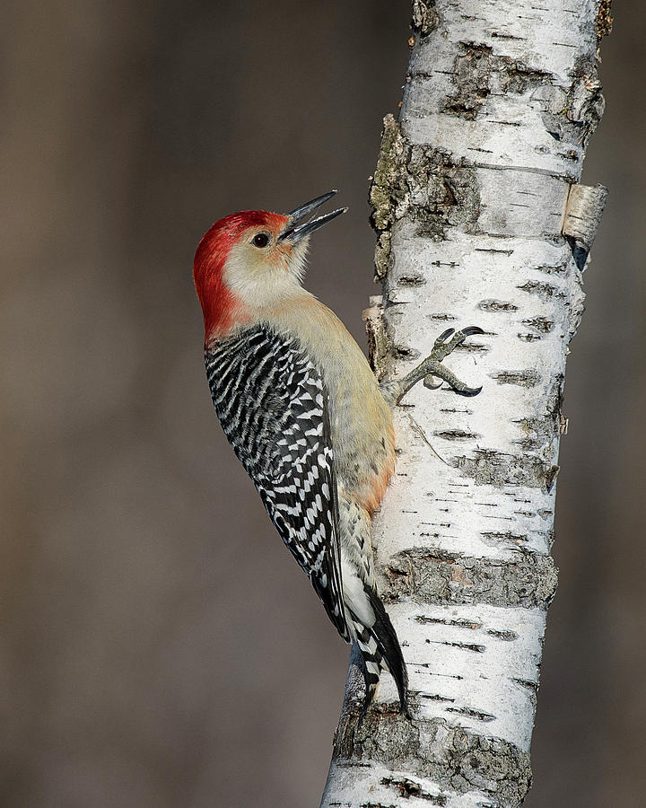 Red Bellied Woodpecker Photograph by Ward McGinnis - Fine Art America