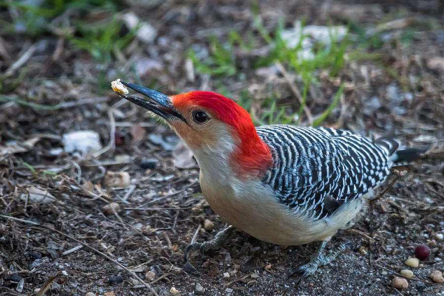 Red-bellied Woodpecker With Food Photograph by Terry DeLuco