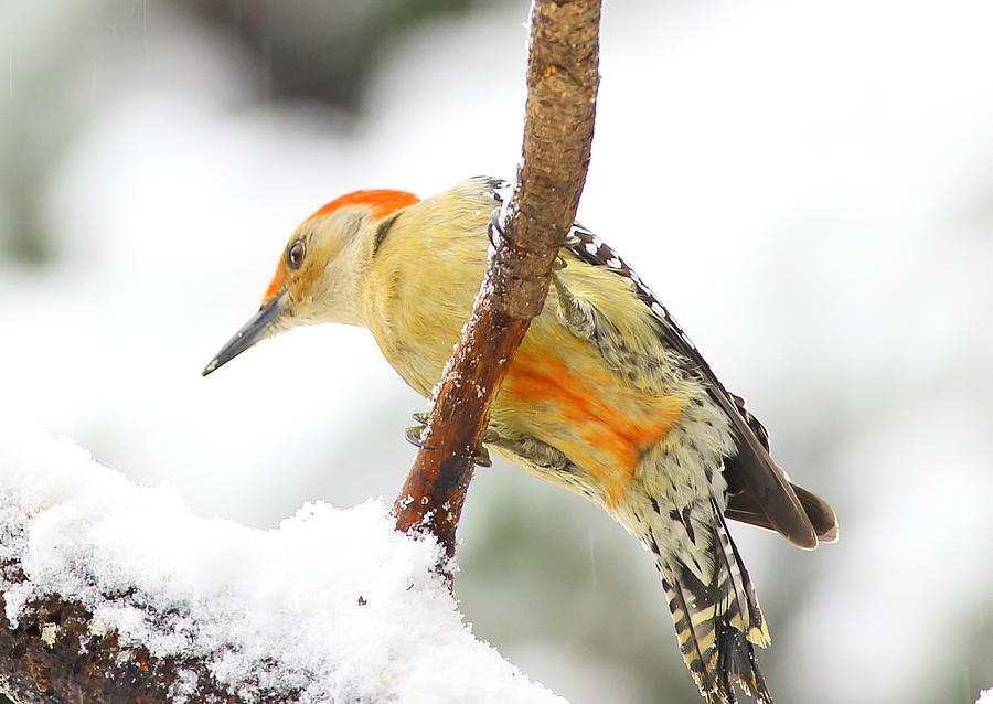 Red-bellied Woodpecker With Snow Photograph by Daniel Reed