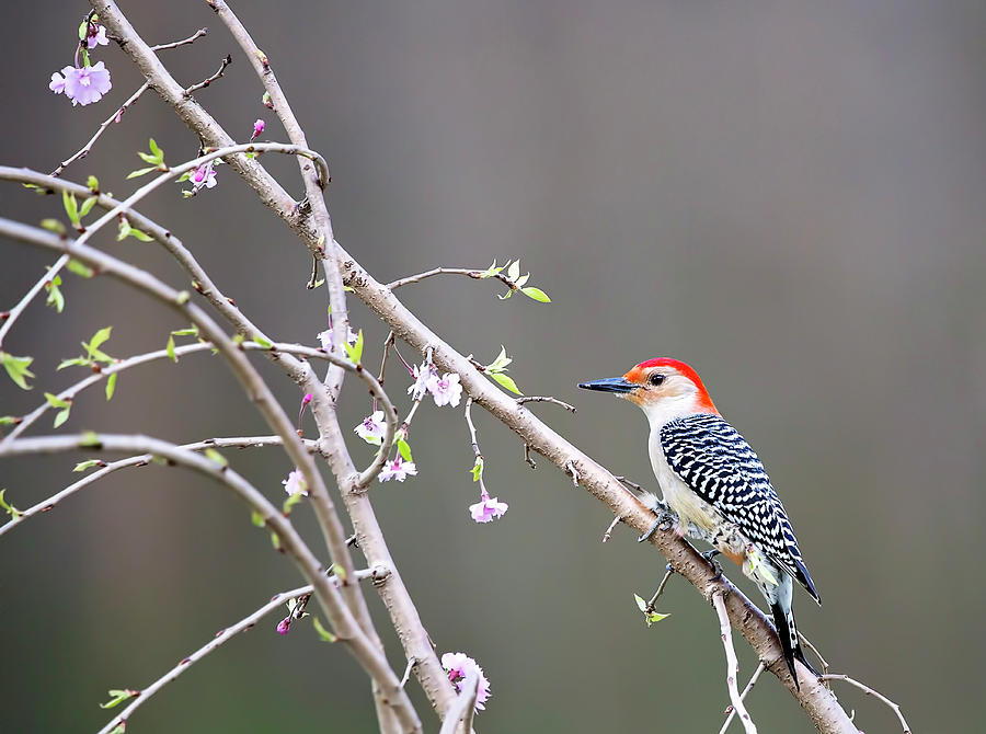 Red-bellied Woodpecker2 Photograph by Deborah Penland