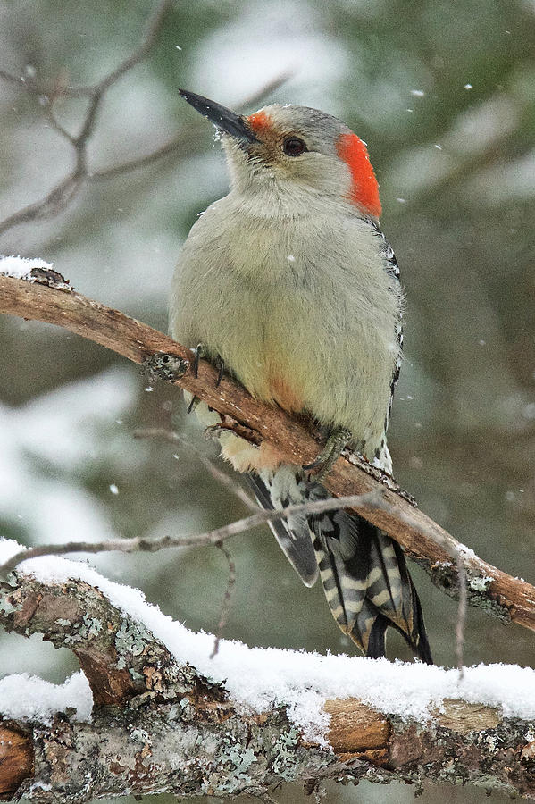 Red-Bellied Woodpecker in the Snow. Photograph by Michael Peychich