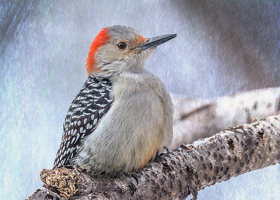 Red-bellied Woodpecker Photograph by Patti Deters