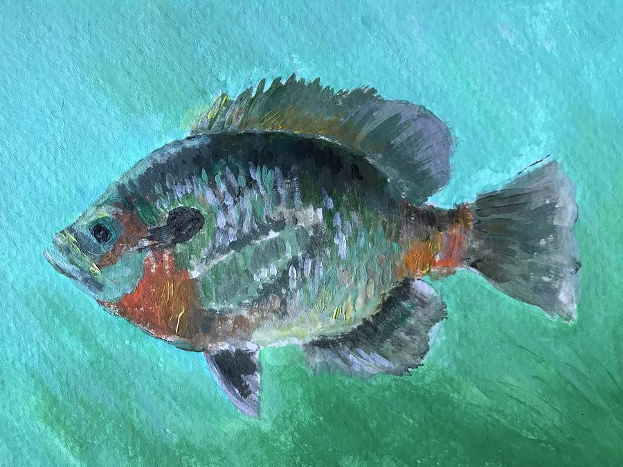 Red belly bream Painting by Pamela Long