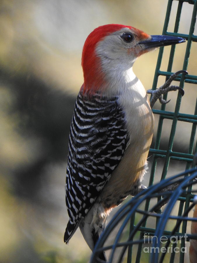 Red Belly Woodpecker  Photograph by Eunice Miller
