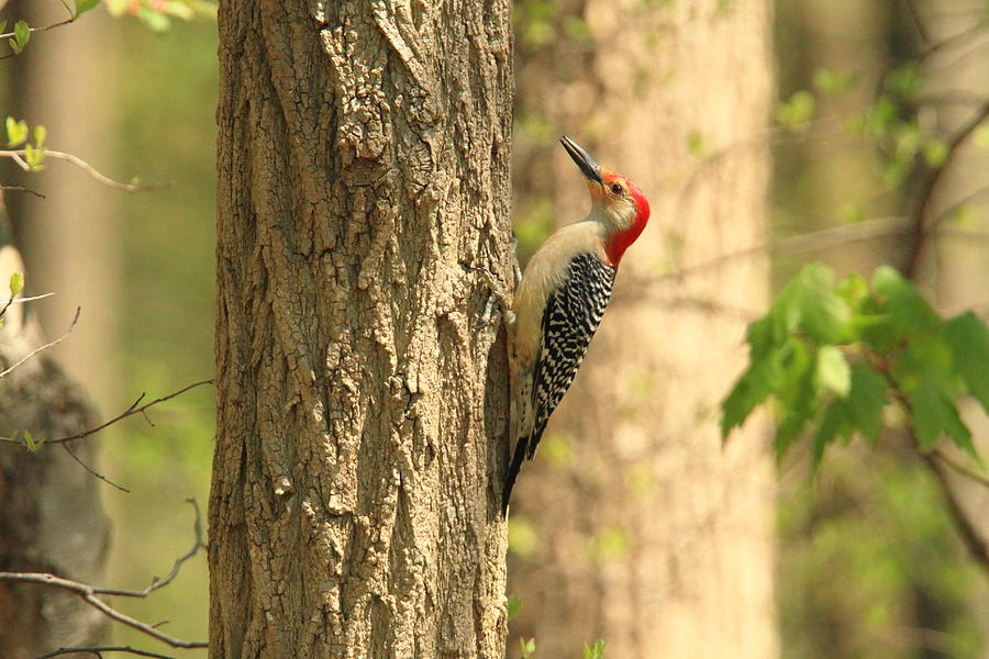 Red Belly Woodpecker Photograph