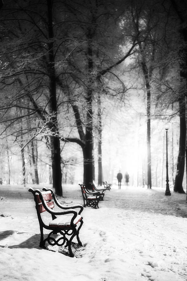 Red benches in a park Photograph by Jaroslaw Grudzinski