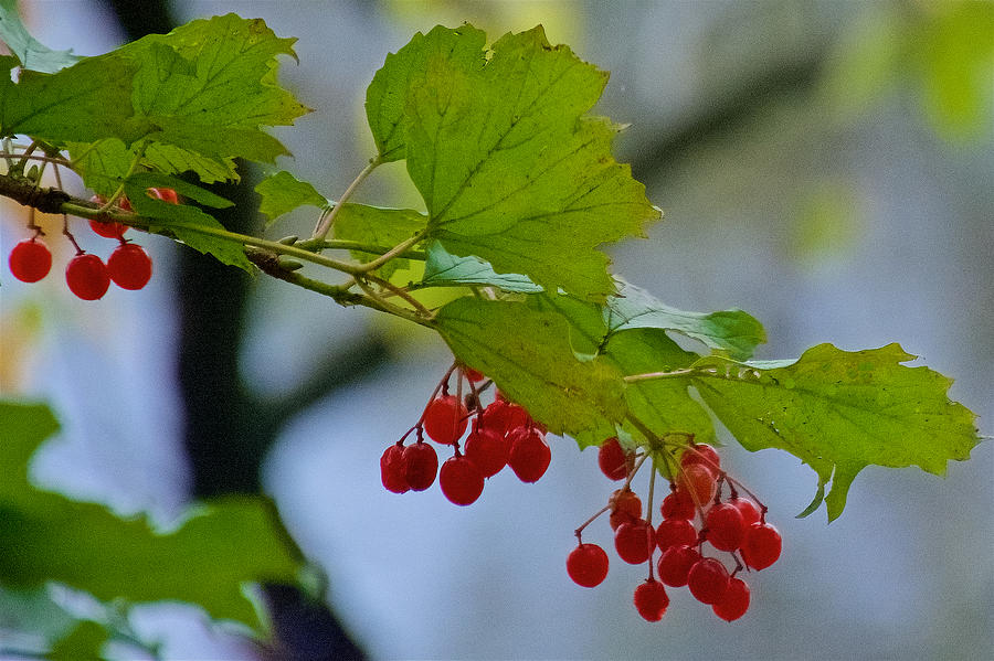 Red Berries along Rogue River Boardwalk in Rockford, Michigan  Photograph by Ruth Hager