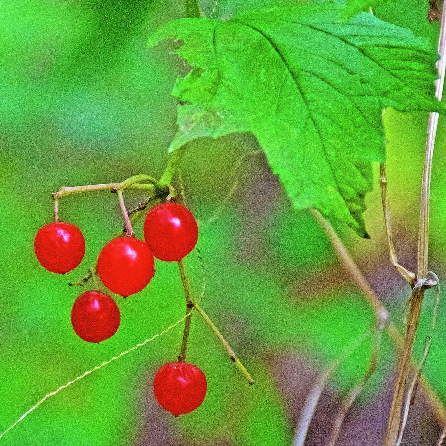 Red Berries along White Pine Trail in Kent County, Michigan  Photograph by Ruth Hager