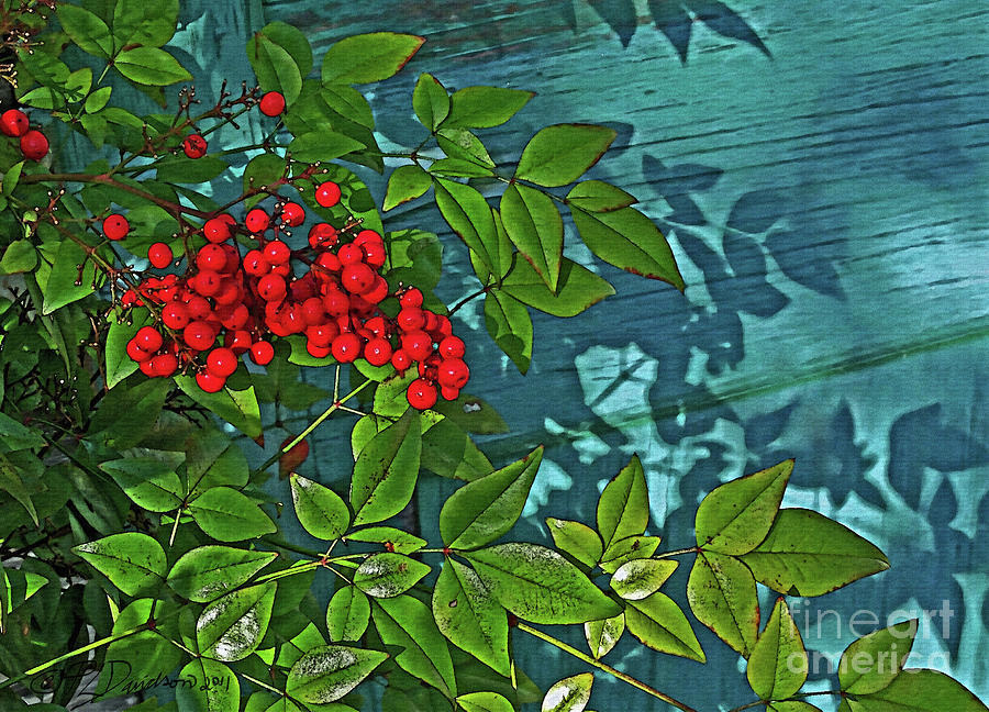 Red Berries And Green Leaf Shadows Photograph by Pat Davidson