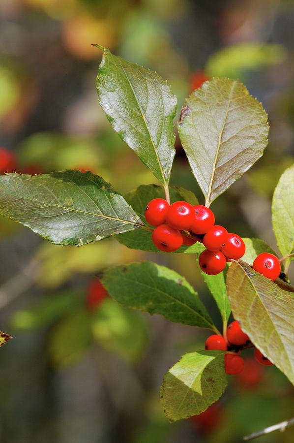 Red Berries and Green Leaves Photograph by Nancy Trevorrow - Fine Art ...