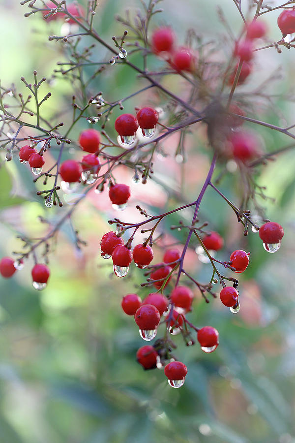 Red Berries and Raindrops Photograph by Vanessa Thomas