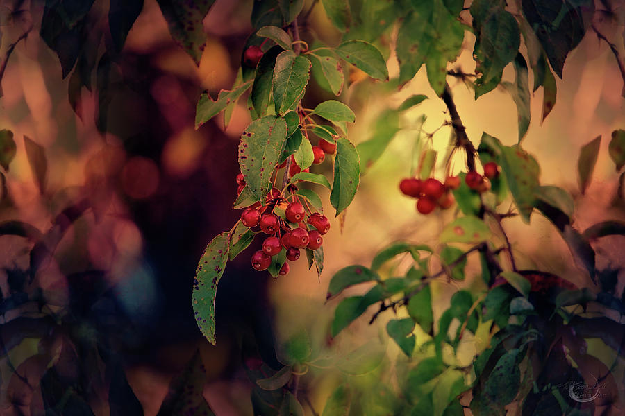 Red Berries at Sunset Photograph by Theresa Campbell