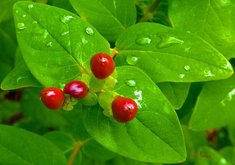 Red Berries after the rain Photograph by Barbara Zahno