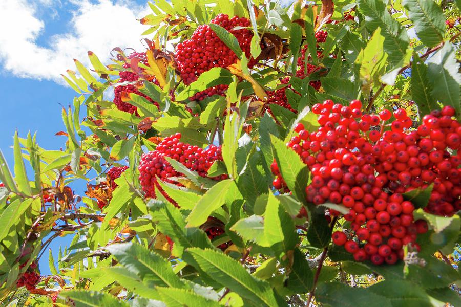 Red Berries, Blue Skies Photograph by D K Wall