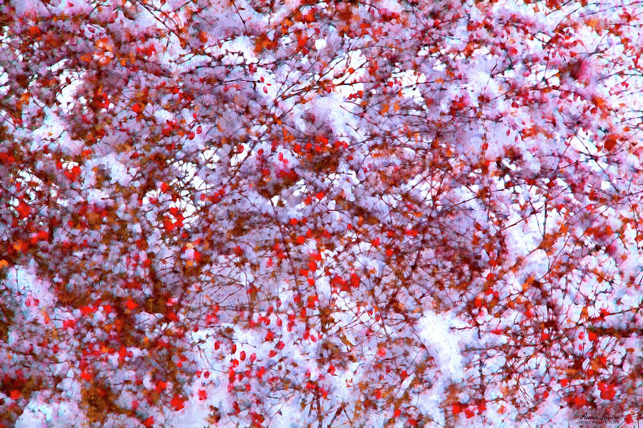 Red Berries Bush in Snow Photograph by Anna Louise