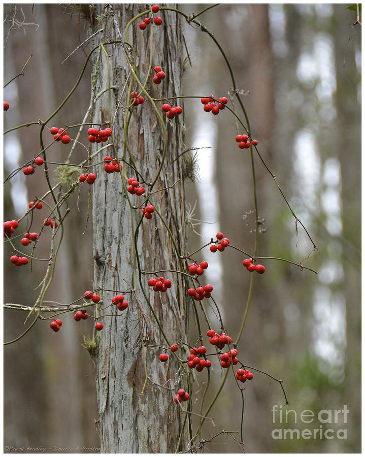 Red Berries Photograph by Carol  Bradley
